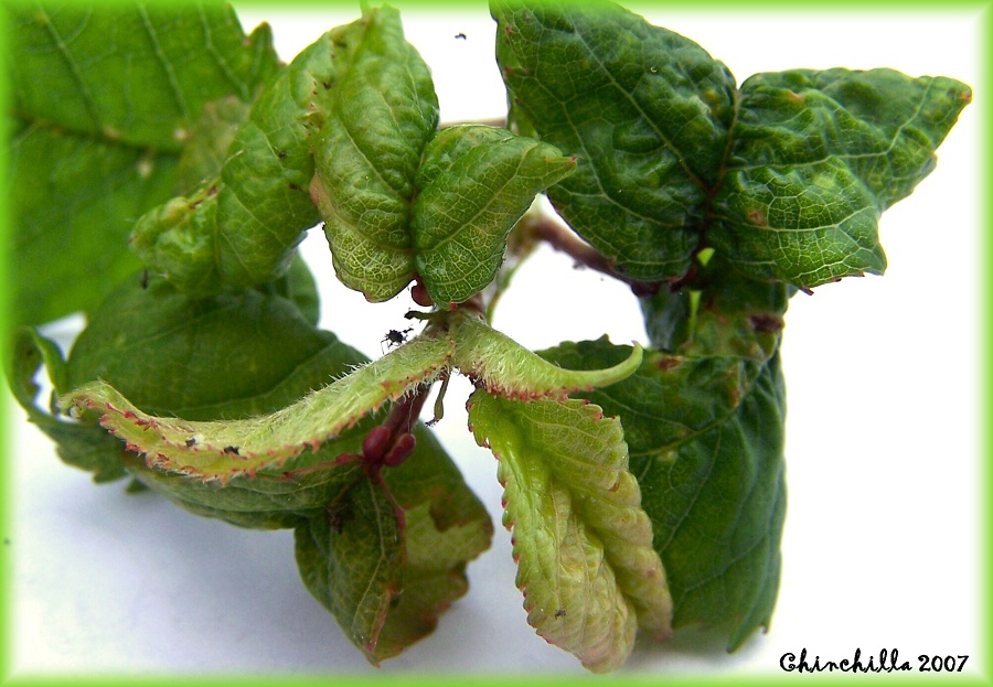 Myzus cerasi ssp. pruniavium 
